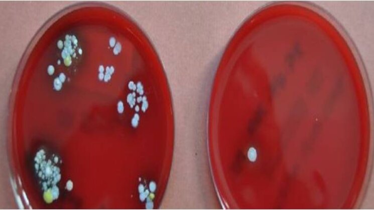 microbiologa microbiologa
